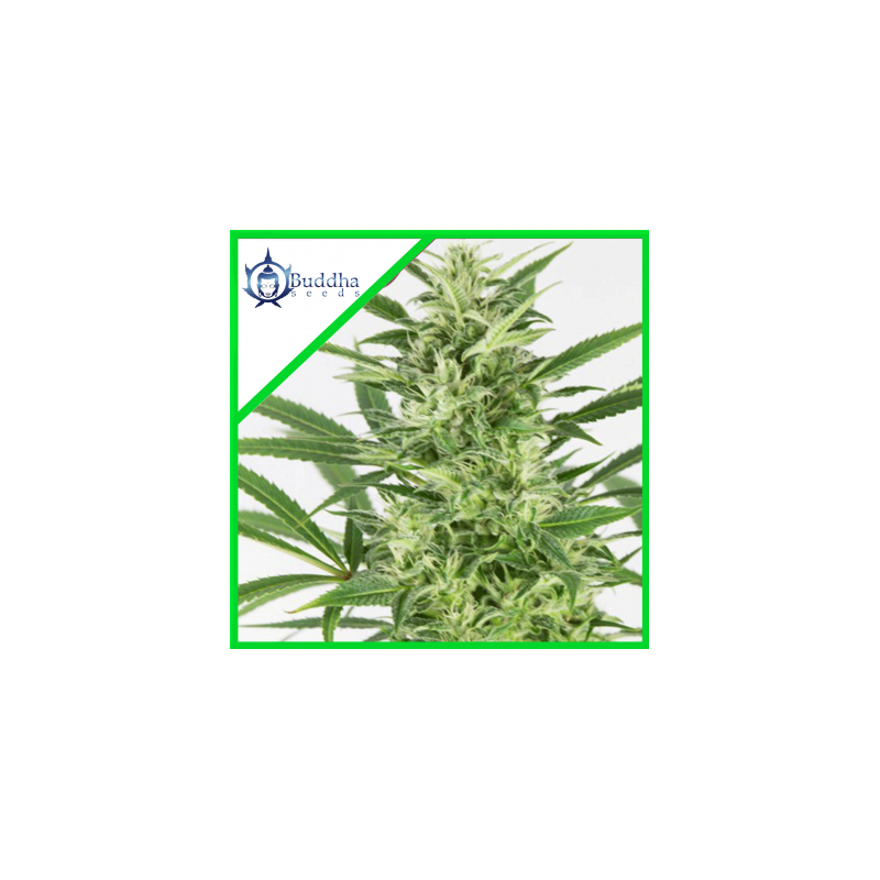 SKUNK AUTO X3 - BUDDHA SEEDS