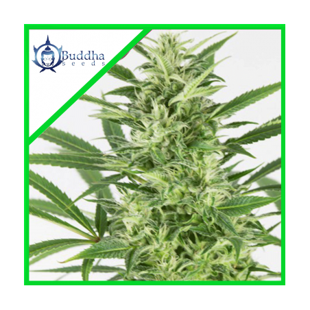SKUNK AUTO X3 - BUDDHA SEEDS