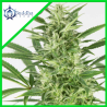 SKUNK AUTO X3 - BUDDHA SEEDS