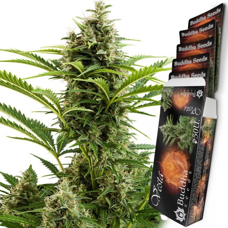 BUDDHA VESTA AUTO X 3