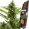 BUDDHA VESTA AUTO X 3
