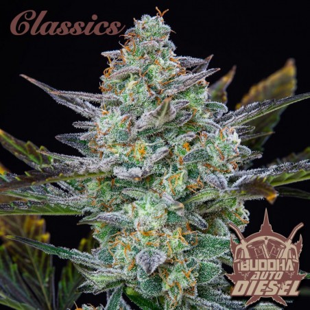 BUDDHA AUTO DIESEL X 3