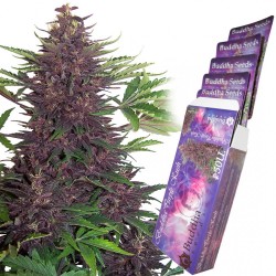 BUDDHA PURPLE KUSH AUTO X 3
