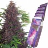 BUDDHA PURPLE KUSH AUTO X 3