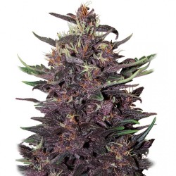 BUDDHA PURPLE KUSH AUTO X 3