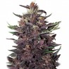 BUDDHA PURPLE KUSH AUTO X 3