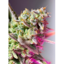 Sweet Mimosa XL Auto® 3 + 1