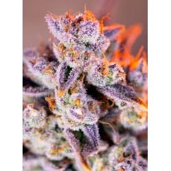 Tropicanna Poison XL Auto®  3 + 1