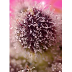 Tropicanna Poison XL Auto®  3 + 1
