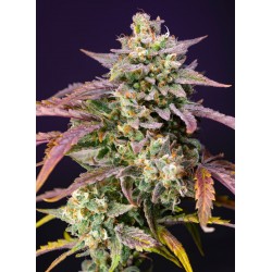 Purple Punch OG XL Auto® 3 + 1