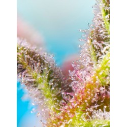 Purple Punch OG XL Auto® 3 + 1