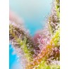 Purple Punch OG XL Auto® 3 + 1