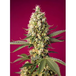 Skywalker OG Runtz XL Auto® 3 + 1