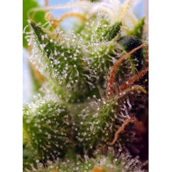 Skywalker OG Runtz XL Auto® 3 + 1