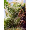 Skywalker OG Runtz XL Auto® 3 + 1