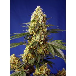 Strawberry Banana Gelato XL Auto® 3 + 1