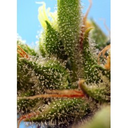 Strawberry Banana Gelato XL Auto® 3 + 1