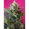 Big Devil XL Auto® 3 + 1