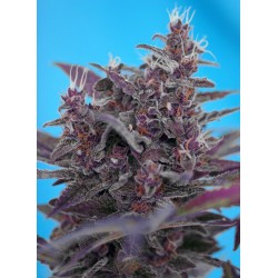 Black Cream Auto® 3 + 1