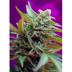 Black Jack Auto® 3 + 1