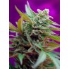 Black Jack Auto® 3 + 1