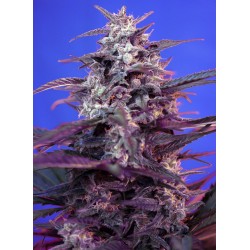 Bloody Skunk Auto® 3 + 1