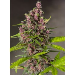 Bloody Skunk Auto® 3 + 1