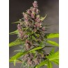 Bloody Skunk Auto® 3 + 1