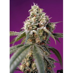 Bruce Banner Auto® 3 + 1