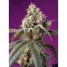 Bruce Banner Auto® 3 + 1