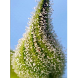 Bruce Banner Auto® 3 + 1