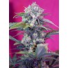 Cream Mandarine Auto® 3 + 1