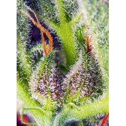 Cream Mandarine XL Auto® 3 + 1