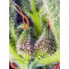 Cream Mandarine XL Auto® 3 + 1