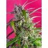 Crystal Candy Auto® 3 + 1