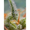 Crystal Candy Auto® 3 + 1