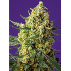 Crystal Candy XL Auto® 3 + 1