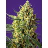 Crystal Candy XL Auto® 3 + 1