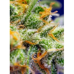 Crystal Candy XL Auto® 3 + 1