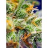 Crystal Candy XL Auto® 3 + 1