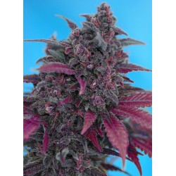 Dark Devil Auto® 3 + 1