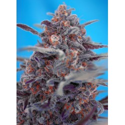 Devil Cream Auto® 3 + 1