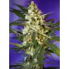 Fast Bud Auto® 3 + 1