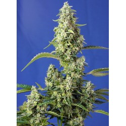 Gorilla Girl XL Auto® 3 + 1