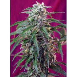 Green Poison Auto® 3 + 1