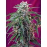 Green Poison Auto® 3 + 1