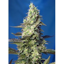 Green Poison XL Auto® 3 + 1