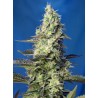 Green Poison XL Auto® 3 + 1