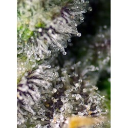Green Poison XL Auto® 3 + 1