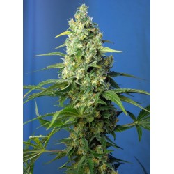 Honey Peach Auto CBD® 3 + 1